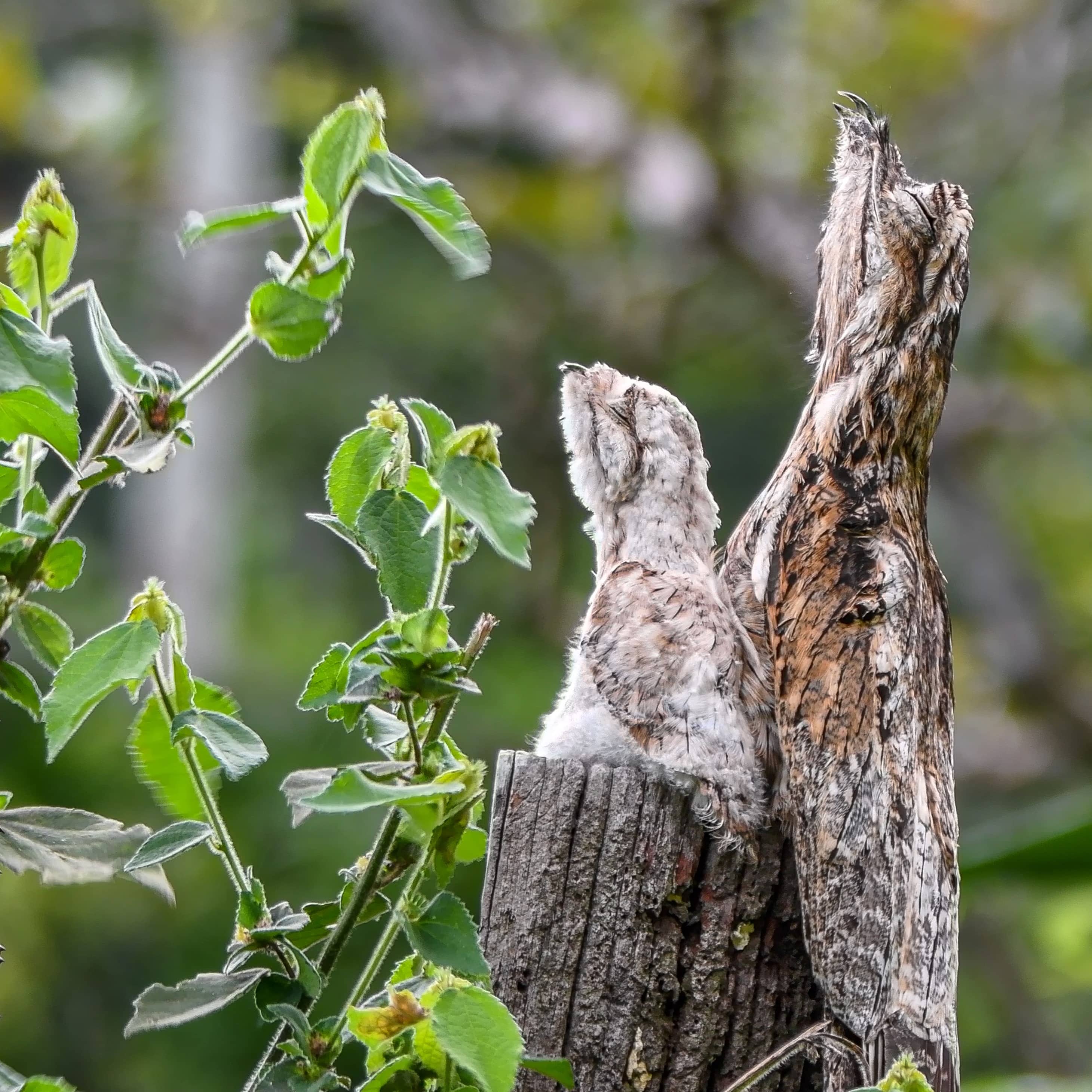 Common Potoo